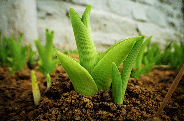 Croissance des plantes